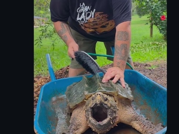 “Todos queremos el mundo ideal pero no existe”: Alternatus respondió críticas en medio del baño de una tortuga caimán