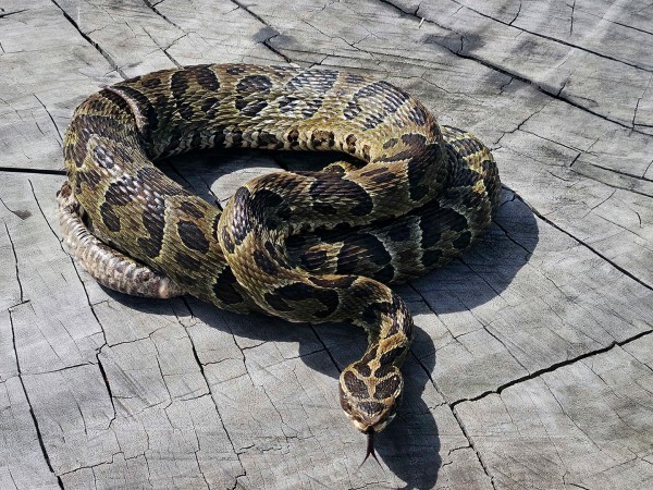 alternatus, mujer murió por serpiente,