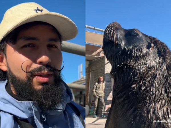 Turista vivió un insólito momento con un lobo marino en el puerto de Punta del Este