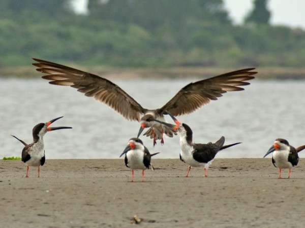 pista de picadas, humedales, aves, fauna, impacto