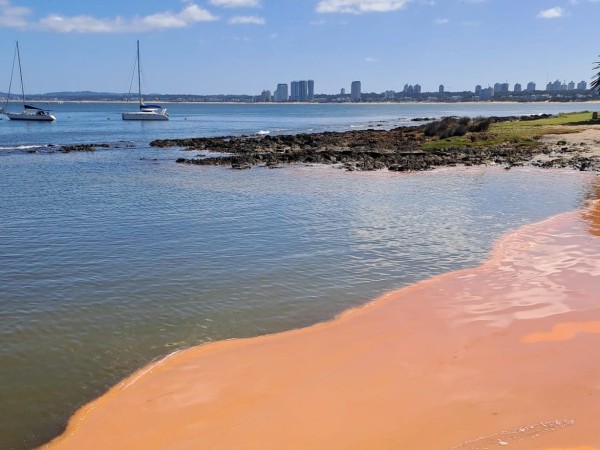 Intendencia de Maldonado recomendó tomar precauciones por presencia de noctilucas en playas del departamento