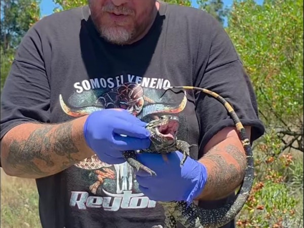 Alternatus rescató un lagarto que estaba escondido en la rambla de Piriápolis y corría riesgo de muerte