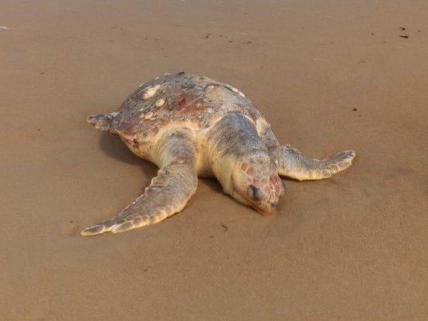 Incrementa la aparición de tortugas muertas en la costa de Maldonado