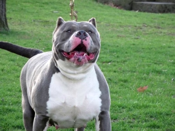 Mamá de la niña mordida por un pitbull dijo que la evolución de su hija es gigantesca