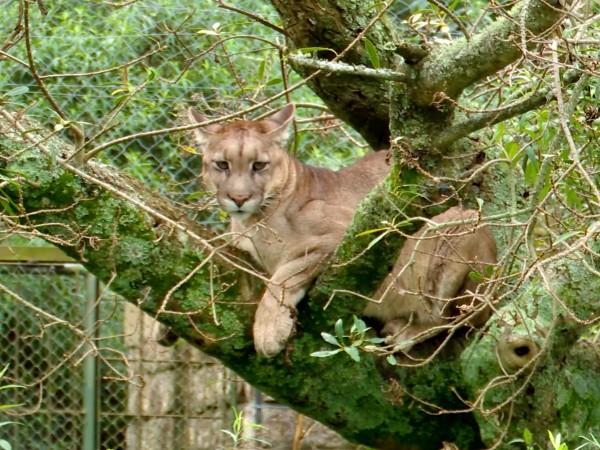 puma,ECFA,muerte,electrocución,patologías,osteoarticulares