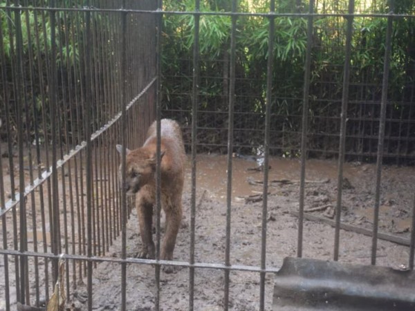 puma, fuga, captura, pan de azúcar