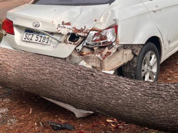 Árbol cayó sobre un auto en calle Las Dalias
