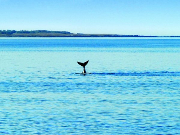 semana del mar, punta del este