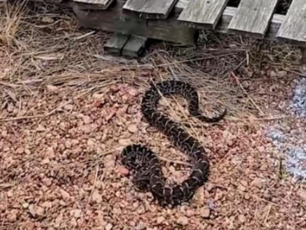 yarará, reptil, Alternatus, Punta Negra