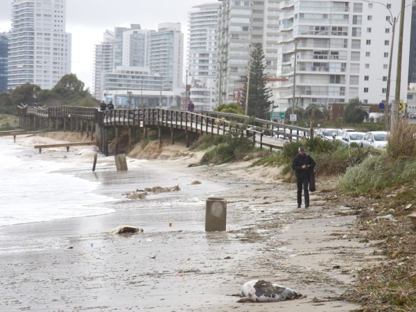 Advierten por posibles varamientos de animales marinos en las costas de Uruguay