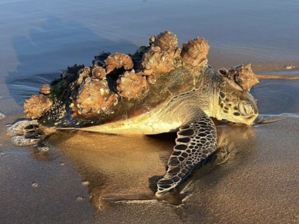 Karumbé alertó por el riesgo de varamientos de tortugas marinas debido a las bajas temperaturas