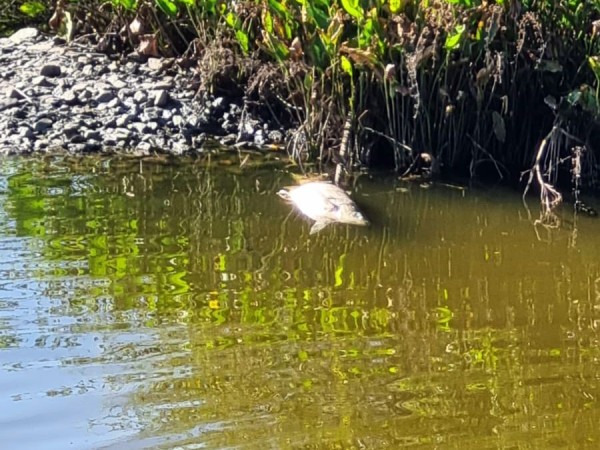 Preocupación en San Carlos por el estado del arroyo: vecinos denuncian “agua podrida” y peces muertos