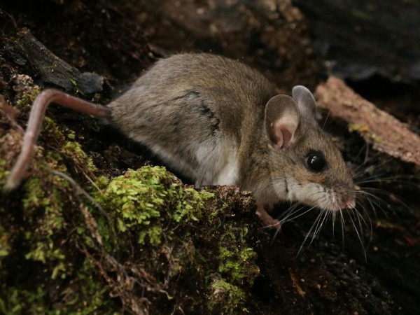 Nos invaden las ratas: una cuadrilla municipal trabaja a diario para eliminar roedores y alimañas en el departamento