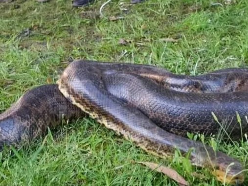 anaconda, nueva palmira, Alternatus Uruguay, piriapolis,