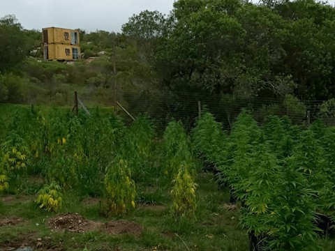 operación green day, cultivo canabbis, sierras de Aiguá