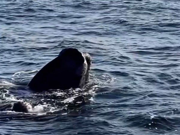 Comenzó la temporada de avistamiento de ballenas y quedó inaugurada la Ruta de la Fauna Marina