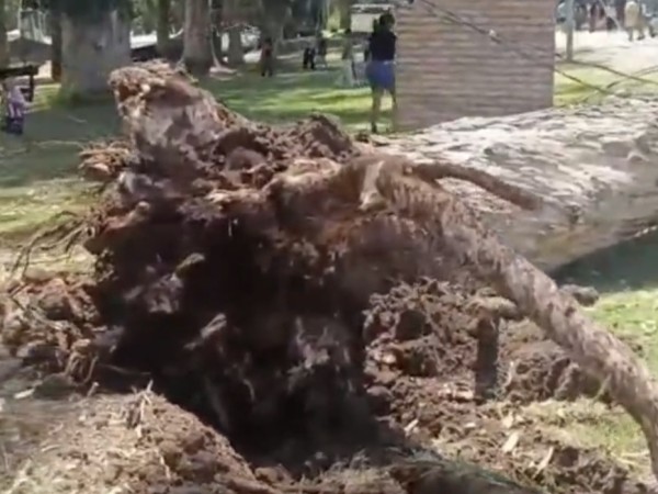 Cayó un árbol en el Parque Rodó de Minas y volvió a generar preocupación tras el trágico antecedente en la ECFA del Cerro Pan de Azúcar