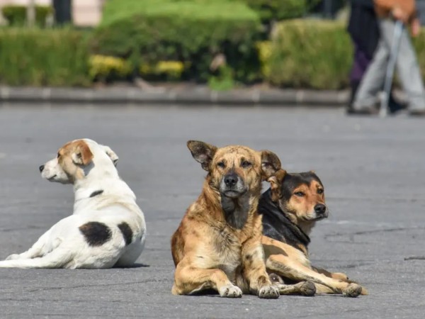 Animal, Junta, Antunez