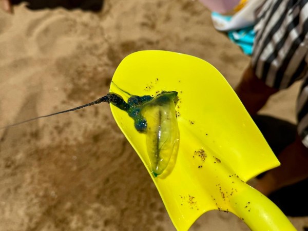 Apareció una fragata portuguesa en la costa de Punta del Este