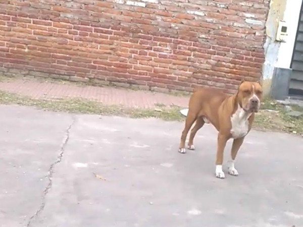 pitbull, mordedura, mujer atacada por pitbull, maldonado