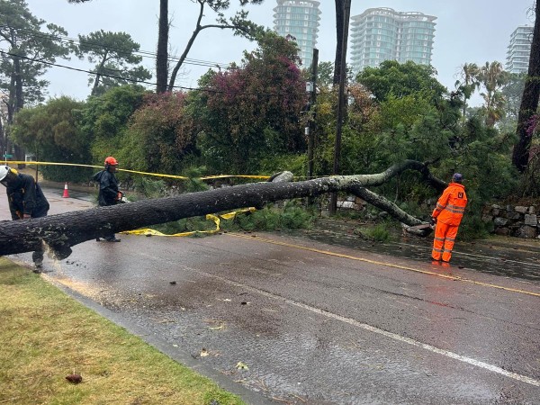 Fuertes vientos en el departamento por ciclón extratropical provocaron caída de árboles; intendencia continúa trabajando