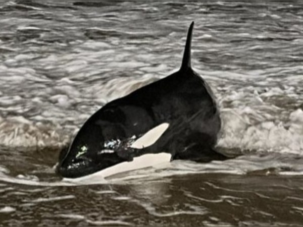 Apareció una orca en Playa Mansa