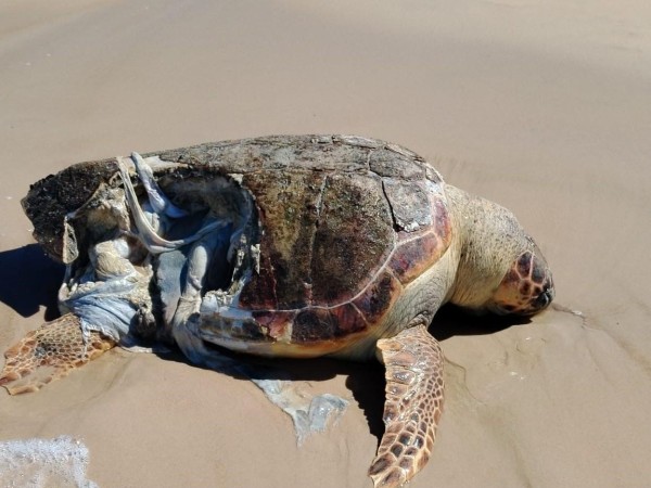 Tortuga que apareció muerta en Punta del Este podría haber sido mordida por un tiburón, según investigadores en Biología