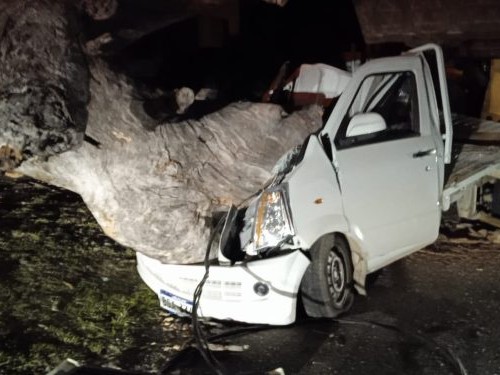 Piriápolis: árbol de gran porte cayó encima de una camioneta y la destrozó; no hubo heridos