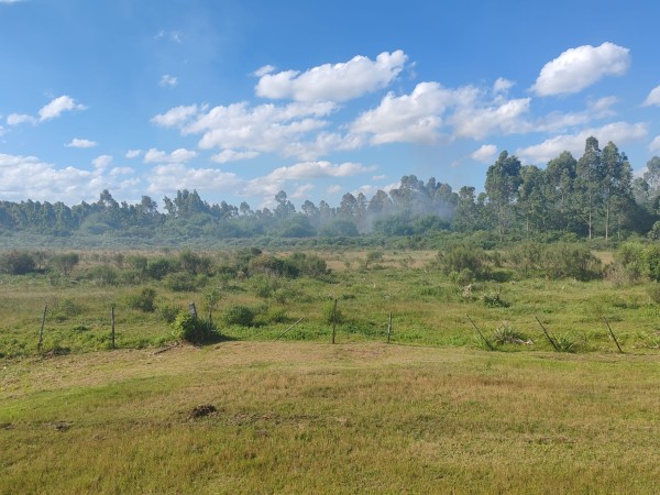 incendio,campo,San,Carlos