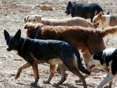 "No es que maten para comer, son perros asesinos": cuestionan la falta de respuesta ante las jaurías de perros en zonas rurales