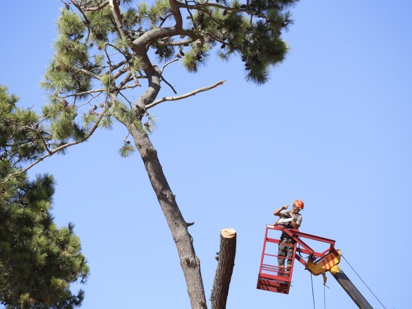 El Placer: iniciaron poda y tala para reducir riesgo de caída de árboles