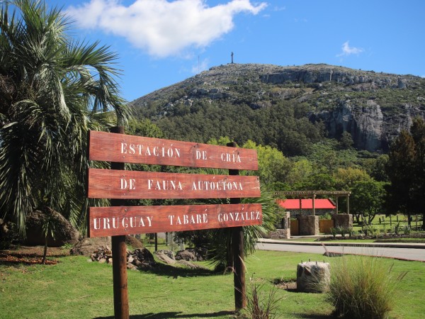 Bancada de PC solicita al intendente de Maldonado relevamiento de árboles tras la muerte de una mujer en reserva de Cerro Pan de Azúcar