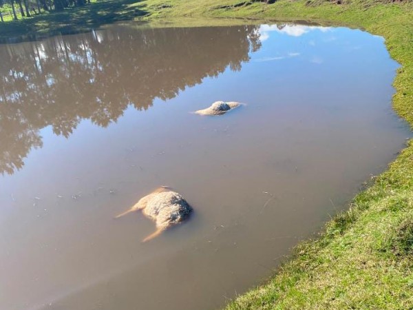 Productores reclaman medidas tras un nuevo ataque de perros a una majada que dejó ovejas muertas en Ruta 39