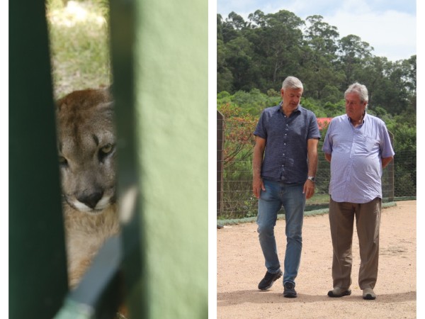 intendente,Antía,puma,fugó