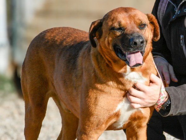 Fechas confirmadas para las castraciones gratuitas de perros y gatos durante agosto en Maldonado