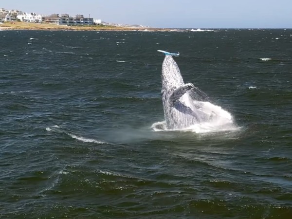 ballena,jorobada,PuntadelEste