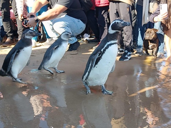 SOCOBIOMA liberó siete pingüinos rescatados