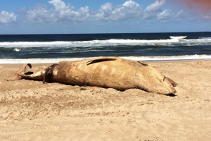 Temen que búsqueda de petróleo afecte a ballenas