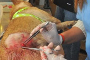 Habrá castraciones caninas en balneario Buenos Aires