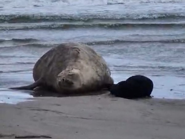 Una hembra de elefante marino dio a luz en la playa de Piriápolis