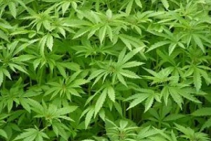 Pocos interesados en cultivar marihuana en Maldonado