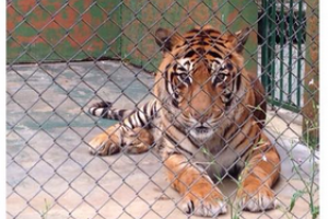 Murió tigre del Parque Medina 