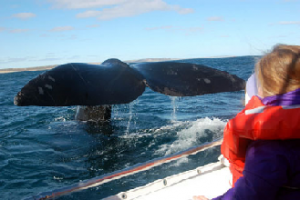 Homenaje a ballenas y delfines en Punta del Este
