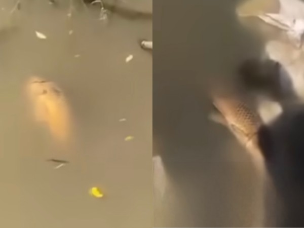 ¿A qué se debe la aparición de peces muertos en el Arroyo San Carlos?