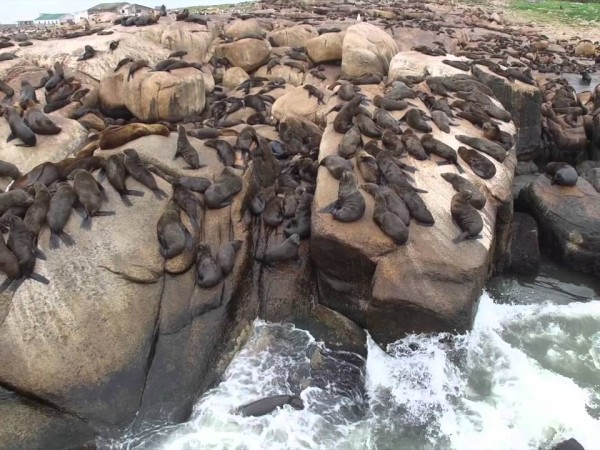 Dinara no encontró “animales con síntomas de gripe aviar” en Isla de Lobos