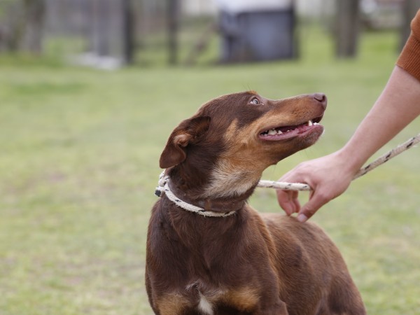 Remate solidario online a beneficio del colectivo Por los Animales Maldonado