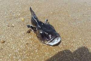 Pez sapo atemoriza a bañistas de las playas de Maldonado y Punta del Este