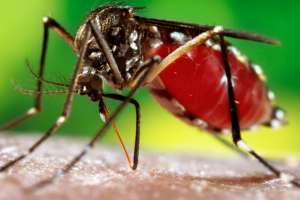 El lunes evaluarán marcha de la campaña de prevención del dengue en Maldonado