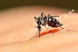 Hay nueve casos sospechosos de dengue en el departamento de Maldonado