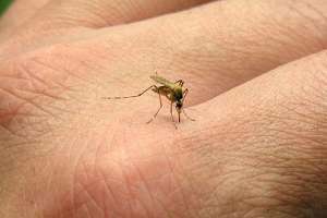 Continúan las charlas sobre el mosquito Aedes Aegypti